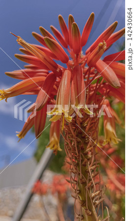 Aloe flower in vibrant red and yellow hues, showcasing intricate petal structure against a clear blue sky in Crete, highlighting the natural beauty of Mediterranean flora Aloe flower in vibrant red and yellow hues, showcasing intricate petal structure against a clear blue sky in Crete, highlighting the natural beauty of Mediterranean flora 142430664