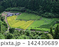 赤薙棚田 142430689