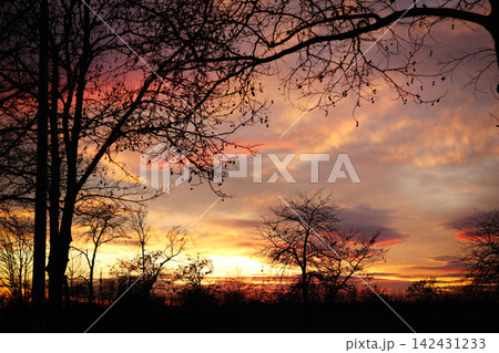 Silhouettes of trees outdoors in evening. Beautiful twilight sky 142431233
