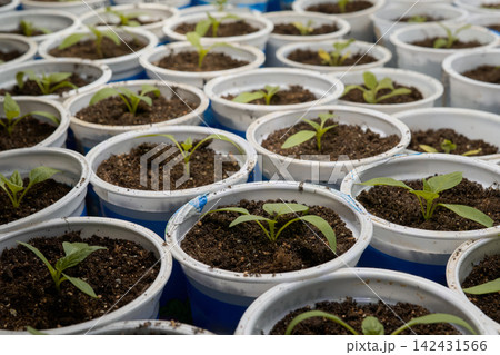 Propagation Area Showcasing Prepared Trays Filled With Vibrant Green Seedlings Under Focused Light Propagation Area Showcasing Prepared Trays Filled With Vibrant Green Seedlings Under Focused Light 142431566