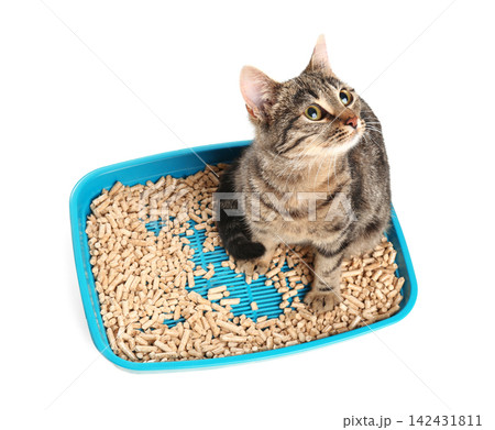 Tabby cat in litter box on white background, above view Tabby cat in litter box on white background, above view 142431811