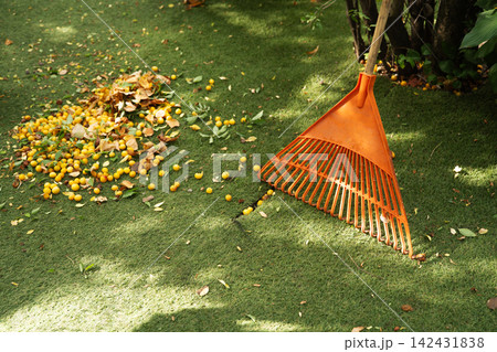 Orange plastic leaf rake cleaning up fallen yellow plums and leaves from green lawn in autumn garden Orange plastic leaf rake cleaning up fallen yellow plums and leaves from green lawn in autumn garden 142431838