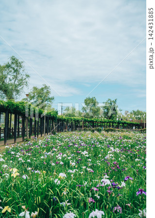 水郷潮来あやめ園に咲く紫の花菖蒲 水郷潮来あやめ園に咲く紫の花菖蒲 142431885