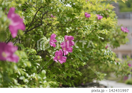 緑の葉に囲まれて咲く鮮やかなピンク色の花 緑の葉に囲まれて咲く鮮やかなピンク色の花 142431997