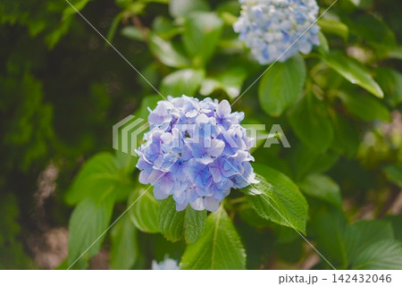 鮮やかな緑の葉に咲く淡い青色の紫陽花 142432046