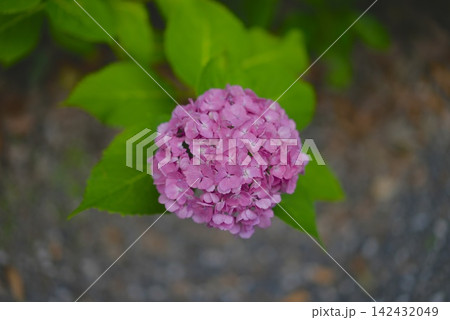 緑の葉を背景に咲く鮮やかなピンク色の紫陽花 142432049