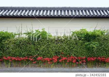法華寺の塀に咲く彼岸花 142432101