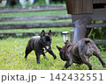 自然の中で遊ぶフレンチブルドッグ！夏山で元気に駆け回る決定的瞬間と思い出！ドッグランでブヒレス！ 142432551