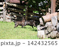 自然の中で遊ぶフレンチブルドッグ！夏山で元気に駆け回る決定的瞬間と思い出！ドッグランでブヒレス！ 142432565