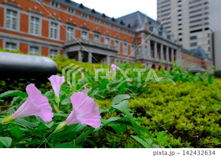 四季折々美しい法務省赤レンガ棟 晩夏の脇役ヒルガオの花 四季折々美しい法務省赤レンガ棟 晩夏の脇役ヒルガオの花 142432634