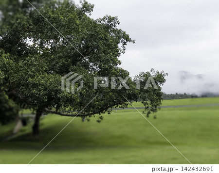 Green field with blue sky spring environment 142432691