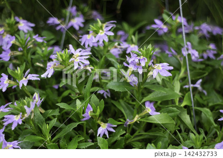 Tropical flower plants in summer garden Tropical flower plants in summer garden 142432733