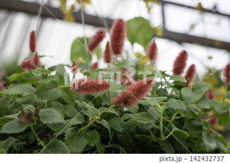 Tropical flower plants in summer garden 142432737