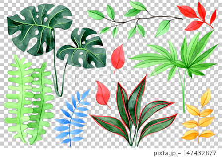 colorful set of tropical plant leaves. Watercolor illustration. colorful set of tropical plant leaves. Watercolor illustration. 142432877
