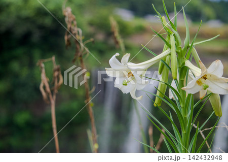 自然の中に咲く白いユリの花 自然の中に咲く白いユリの花 142432948