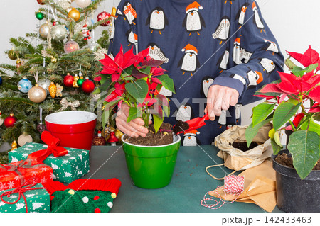 A man at home near a festively decorated Christmas tree transplants Poinsettia flowers into a new pot 142433463