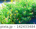 夏草 142433484