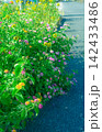 夏草 142433486