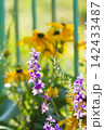 夏草 142433487