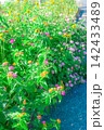 夏草 142433489