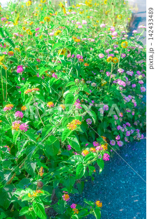 夏草 夏草 142433489