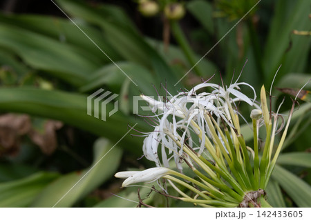 緑の葉を背景に繊細な白い花弁を伸ばすハマユウの花 緑の葉を背景に繊細な白い花弁を伸ばすハマユウの花 142433605