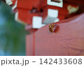 朱色の神社に残るセミの抜け殻　日本の夏の風景 142433608
