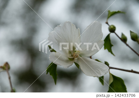 落ち着いた背景に凛と咲く白いムクゲの花 落ち着いた背景に凛と咲く白いムクゲの花 142433706