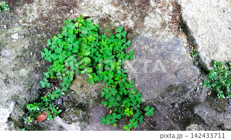 Green clover leaves growing among the texture of a weathered stone road surface. Green clover leaves growing among the texture of a weathered stone road surface. 142433711