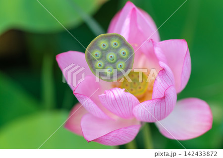 ピンクの花びらと花托が重なる蓮の花のマクロ ピンクの花びらと花托が重なる蓮の花のマクロ 142433872