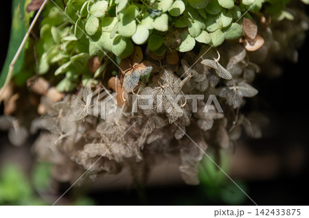 緑の葉と重なる繊細なドライフラワーの紫陽花 142433875