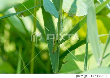 緑の茎にとまるバッタと鮮やかな夏の草木 緑の茎にとまるバッタと鮮やかな夏の草木 142433889