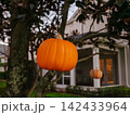 A bright orange pumpkin ornament hangs from a tree branch in a decorated neighborhood. The festive decoration adds seasonal charm to Halloween celebrations. 142433964