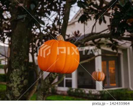 A bright orange pumpkin ornament hangs from a tree branch in a decorated neighborhood. The festive decoration adds seasonal charm to Halloween celebrations. A bright orange pumpkin ornament hangs from a tree branch in a decorated neighborhood. The festive decoration adds seasonal charm to Halloween celebrations. 142433964