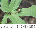 葉に止まる背中に水滴が付いたセマダラコガネ 葉に止まる背中に水滴が付いたセマダラコガネ 142434155