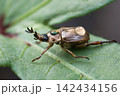 葉に止まる背中に水滴が付いたセマダラコガネ 葉に止まる背中に水滴が付いたセマダラコガネ 142434156
