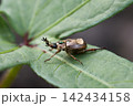 葉に止まる背中に水滴が付いたセマダラコガネ 葉に止まる背中に水滴が付いたセマダラコガネ 142434158