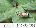 葉に止まる背中に水滴が付いたセマダラコガネ 葉に止まる背中に水滴が付いたセマダラコガネ 142434159