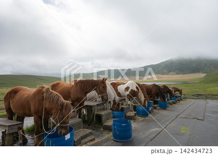 阿蘇草千里ヶ浜の馬と烏帽子岳,熊本県 阿蘇草千里ヶ浜の馬と烏帽子岳,熊本県 142434723