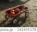 A vintage red wagon holds several orange pumpkins and one small white pumpkin. Warm sunlight brightens the wagon and dry straw at an outdoor fall festival. 142435178