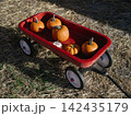 Orange and white pumpkins rest inside a classic red wagon on dry straw. The sunny farm scene represents autumn harvest traditions and family pumpkin-picking activities. 142435179