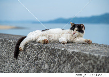 瀬戸内海の猫島・佐柳島で防波堤に寝そべりリラックスする猫（猫好きの聖地） 142435408