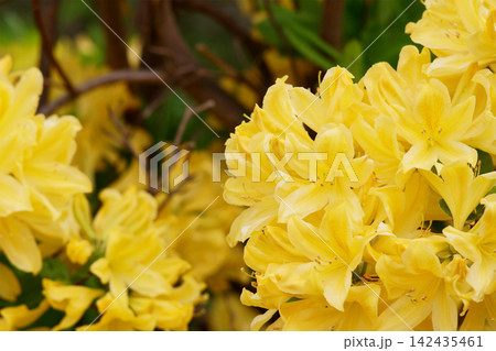 庭に咲く黄色のツツジの花 庭に咲く黄色のツツジの花 142435461
