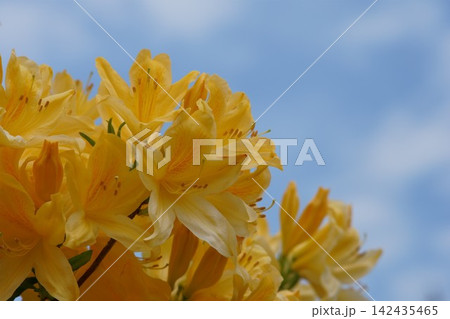 庭に咲く黄色のツツジの花 庭に咲く黄色のツツジの花 142435465