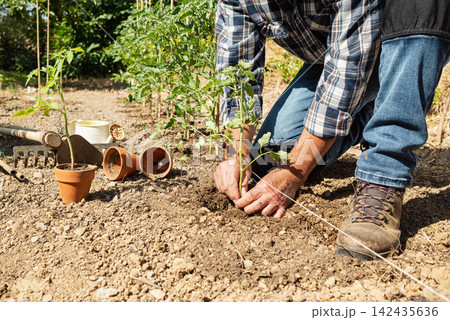 Planting tomato seedlings in the ground by hand. Agriculture. Planting tomato seedlings in the ground by hand. Agriculture. 142435636