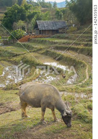 A farm with rice fields near Sapa in Northern Vietnam. A water buffalo is in the foreground. A farm with rice fields near Sapa in Northern Vietnam. A water buffalo is in the foreground. 142435913