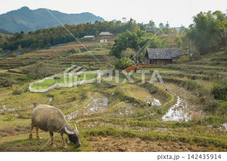 A farm with rice fields near Sapa in Northern Vietnam. A water buffalo is in the foreground. A farm with rice fields near Sapa in Northern Vietnam. A water buffalo is in the foreground. 142435914