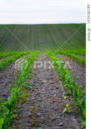 Young corn plants growing in a fertile field, showing agriculture, nature, and growth with long, curving rows Young corn plants growing in a fertile field, showing agriculture, nature, and growth with long, curving rows 142436190