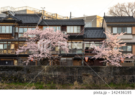 石川県金沢市・主計町茶屋街の浅野川沿いに咲く満開の桜 石川県金沢市・主計町茶屋街の浅野川沿いに咲く満開の桜 142436195