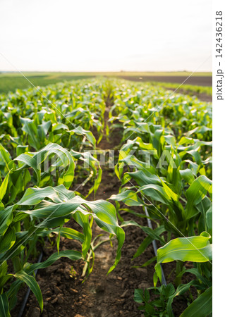Green corn field with young maize plants growing in rows, showing sustainable agriculture and rural farming landscape 142436218